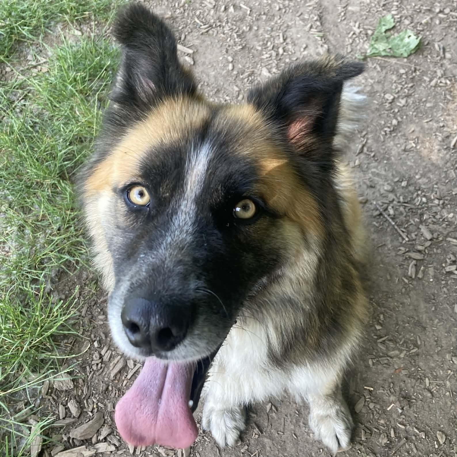 Enlarge Mojo, a Adoptable mixed breed in Snoqualmie, WA image 3/5