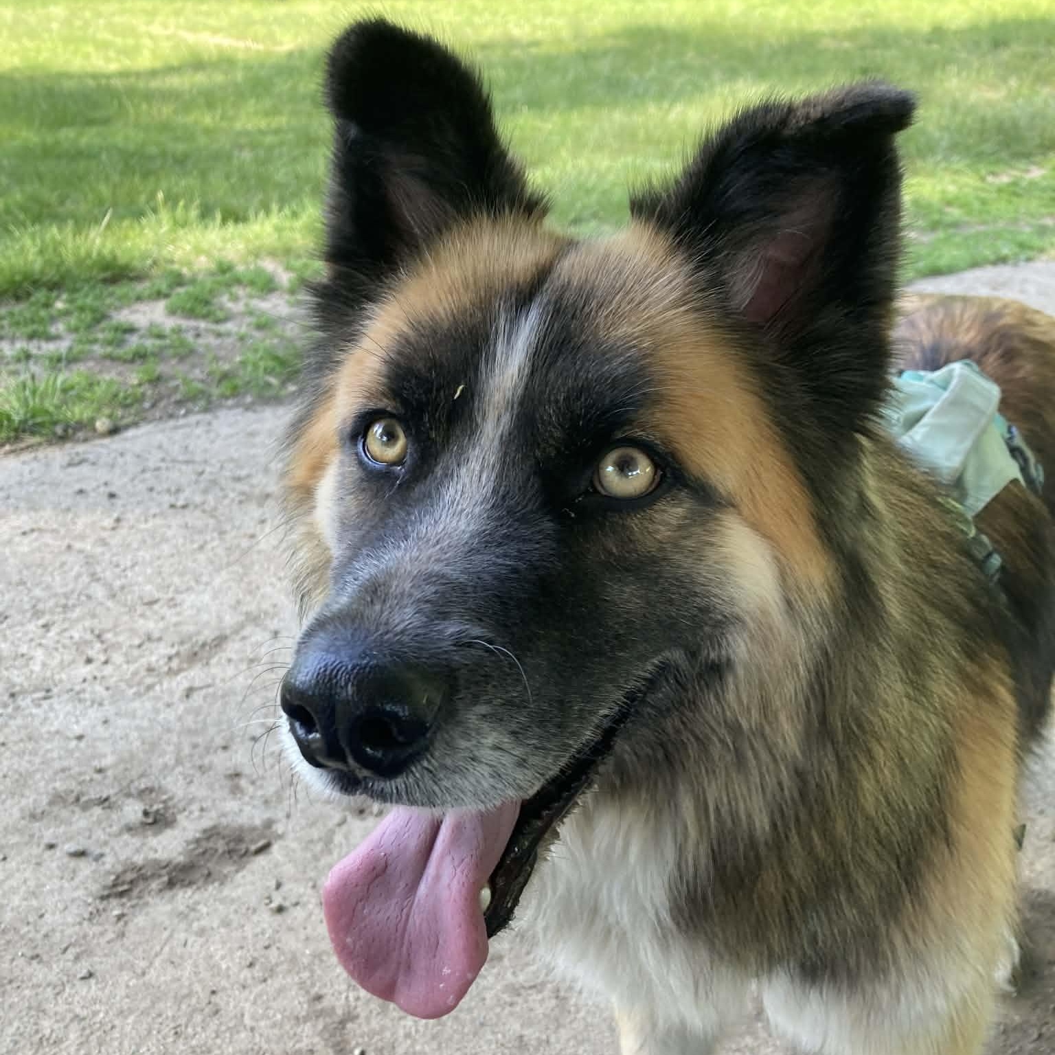 Mojo, Adoptable, Adult Male German Shepherd Dog & Husky.
