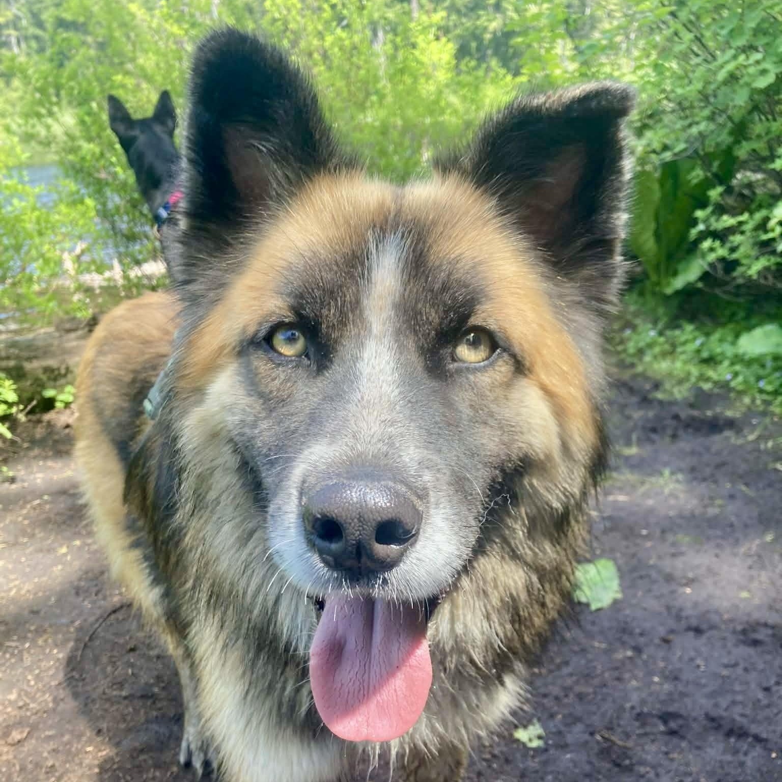 Enlarge Mojo, a Adoptable mixed breed in Snoqualmie, WA image 5/5