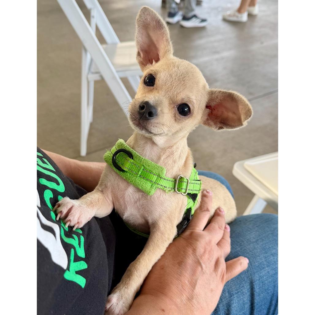 Roo, Adoptable, Puppy Female Chihuahua.