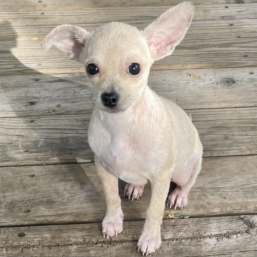 Enlarge Roo, a Adoptable Chihuahua in Crystal, MN image 2/2
