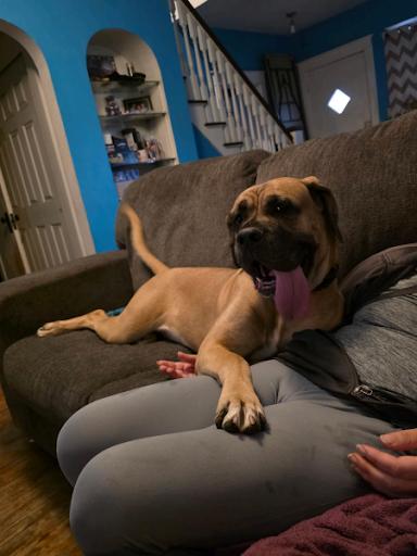 Amelia, Adoptable, Young Female Mastiff.