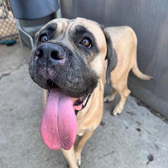 Enlarge Amelia, a Adoptable Mastiff in Oswego, IL image 1/3