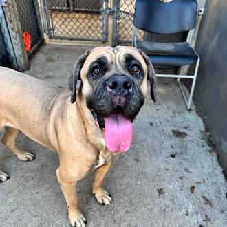 Enlarge Amelia, a Adoptable Mastiff in Oswego, IL image 2/3