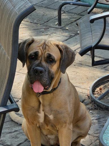 Enlarge Amelia, a Adoptable Mastiff in Oswego, IL image 4/5