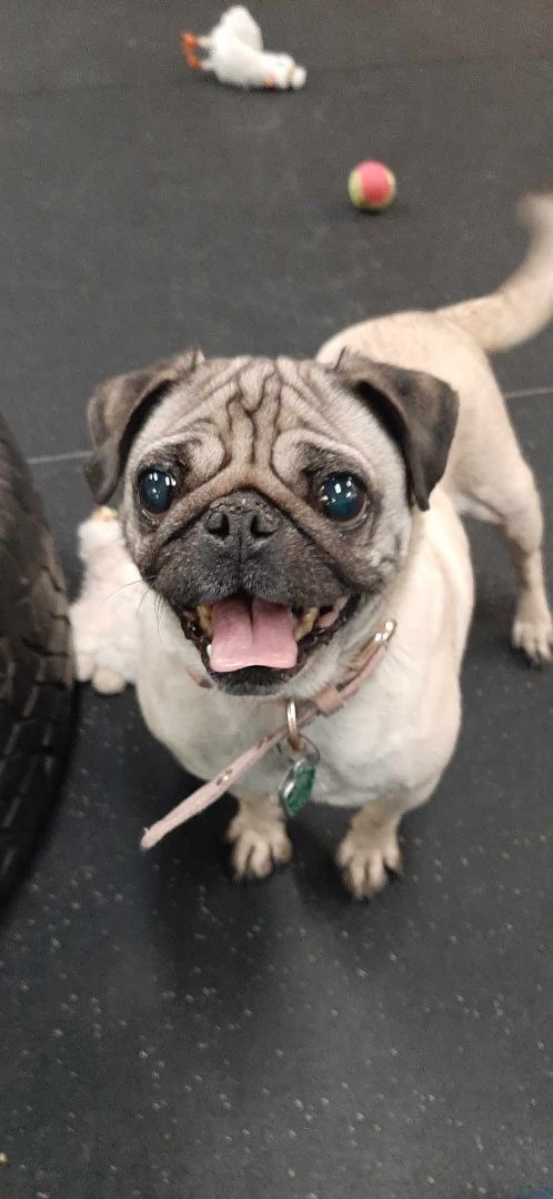 Enlarge Babee, a Adopted Pug in Muskego, WI image 1/3