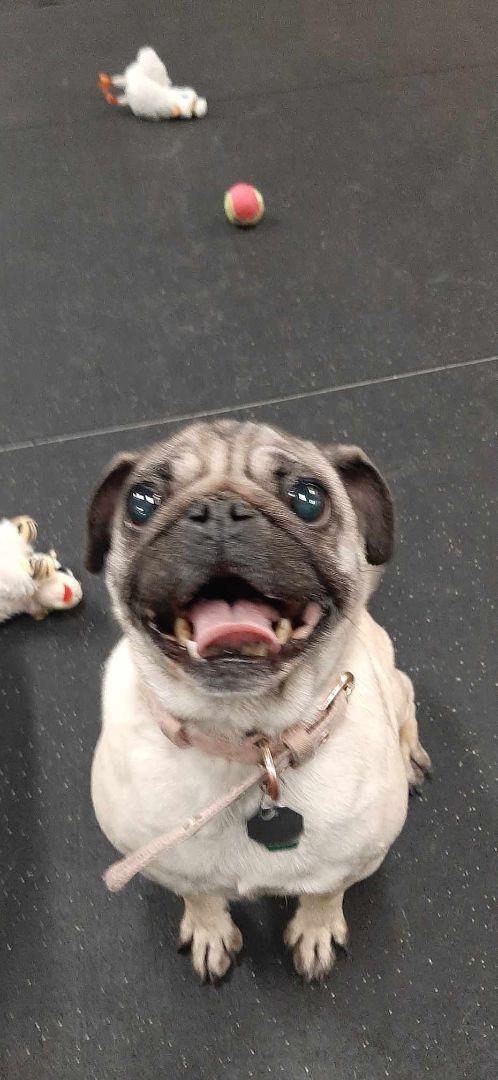 Enlarge Babee, a Adopted Pug in Muskego, WI image 2/3