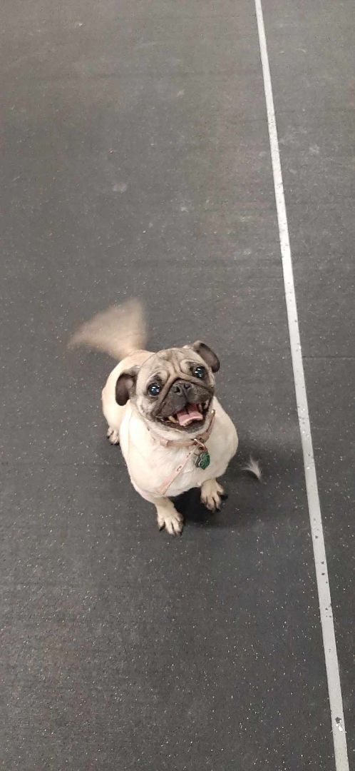 Enlarge Babee, a Adopted Pug in Muskego, WI image 3/3