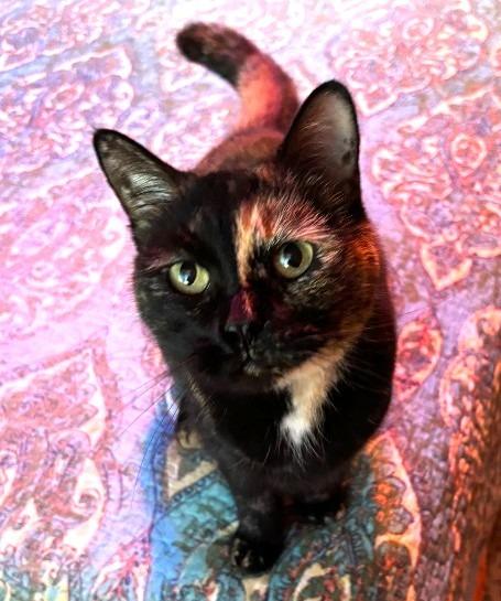 Kitty Jo, Adoptable, Adult Female Domestic Short Hair.