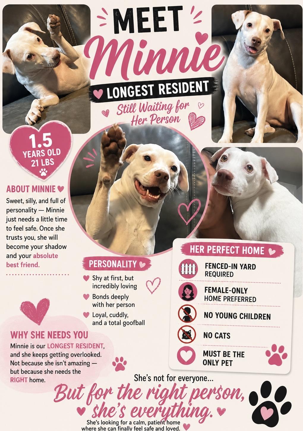 Enlarge Minnie (NO MEN, ONLY PET HOME), a Adoptable mixed breed in Oxford, CT image 1/1