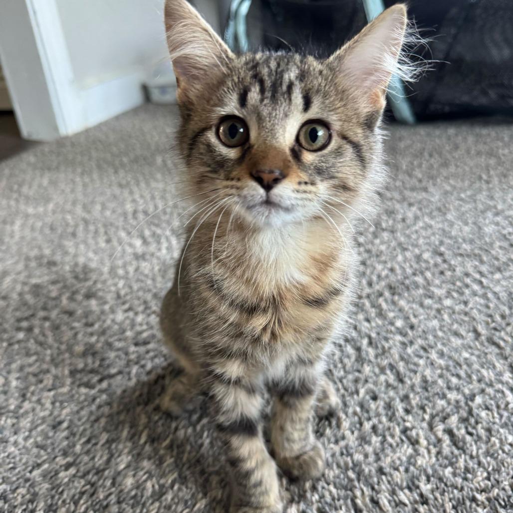 Enlarge Scoops, a Adoptable Domestic Medium Hair in Evansville, IN image 1/1
