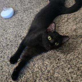 Nickel, ADOPTABLE, Young Female Domestic Short Hair.