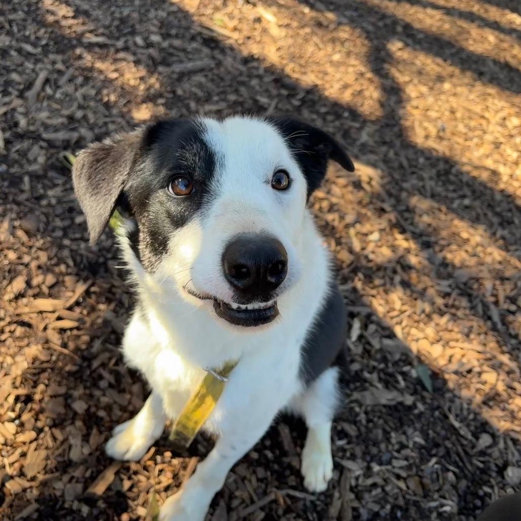 Finn, Adoptable, Adult Male Border Collie.