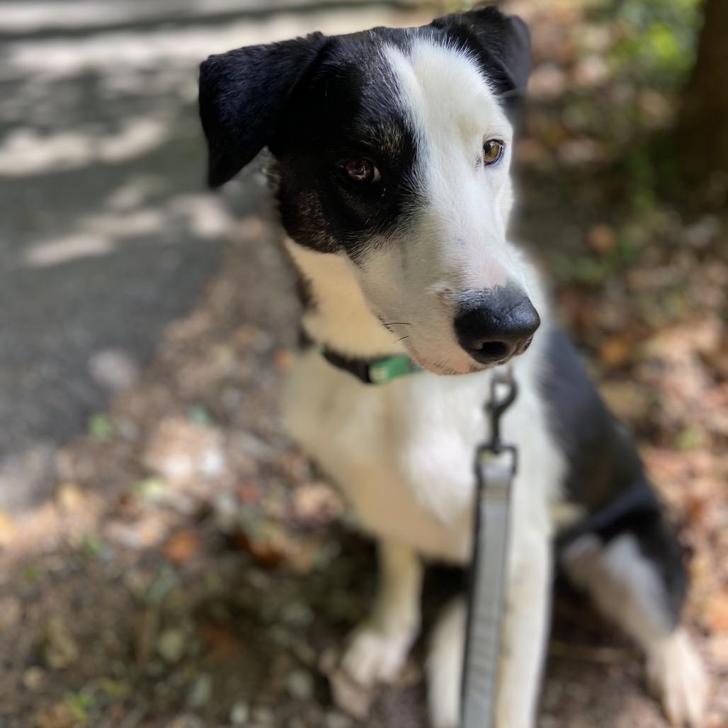 Enlarge Finn, a Adoptable Border Collie in Peachtree City, GA image 2/6
