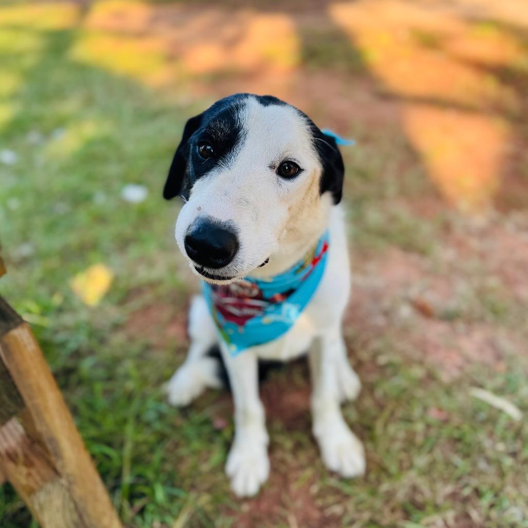 Enlarge Finn, a Adoptable Border Collie in Peachtree City, GA image 3/6