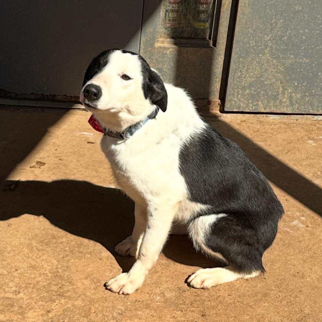Enlarge Finn, a Adoptable Border Collie in Peachtree City, GA image 4/6