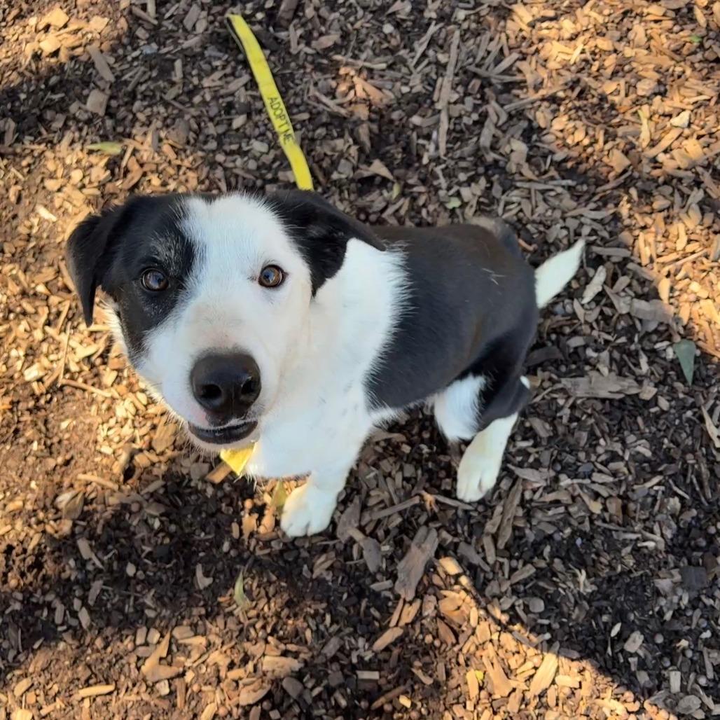 Enlarge Finn, a Adoptable Border Collie in Peachtree City, GA image 5/6