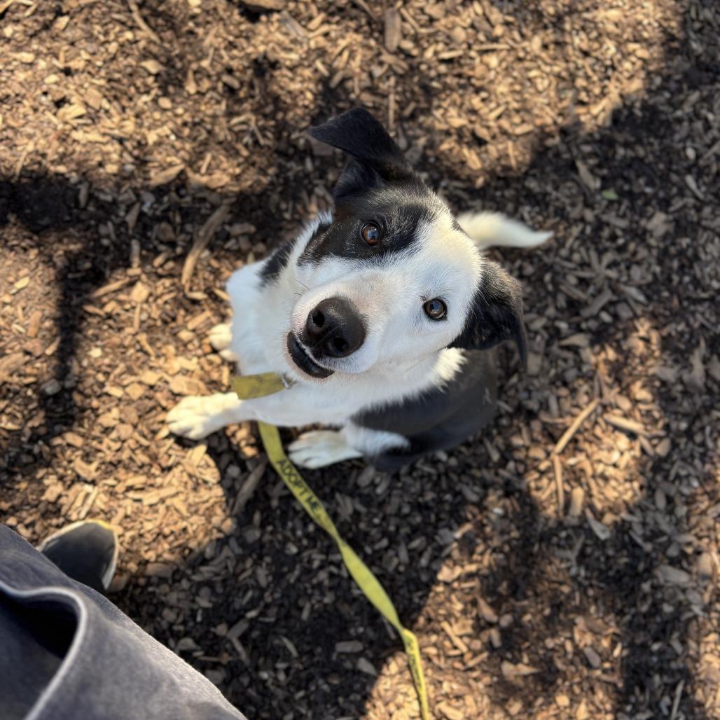 Enlarge Finn, a Adoptable Border Collie in Peachtree City, GA image 6/6