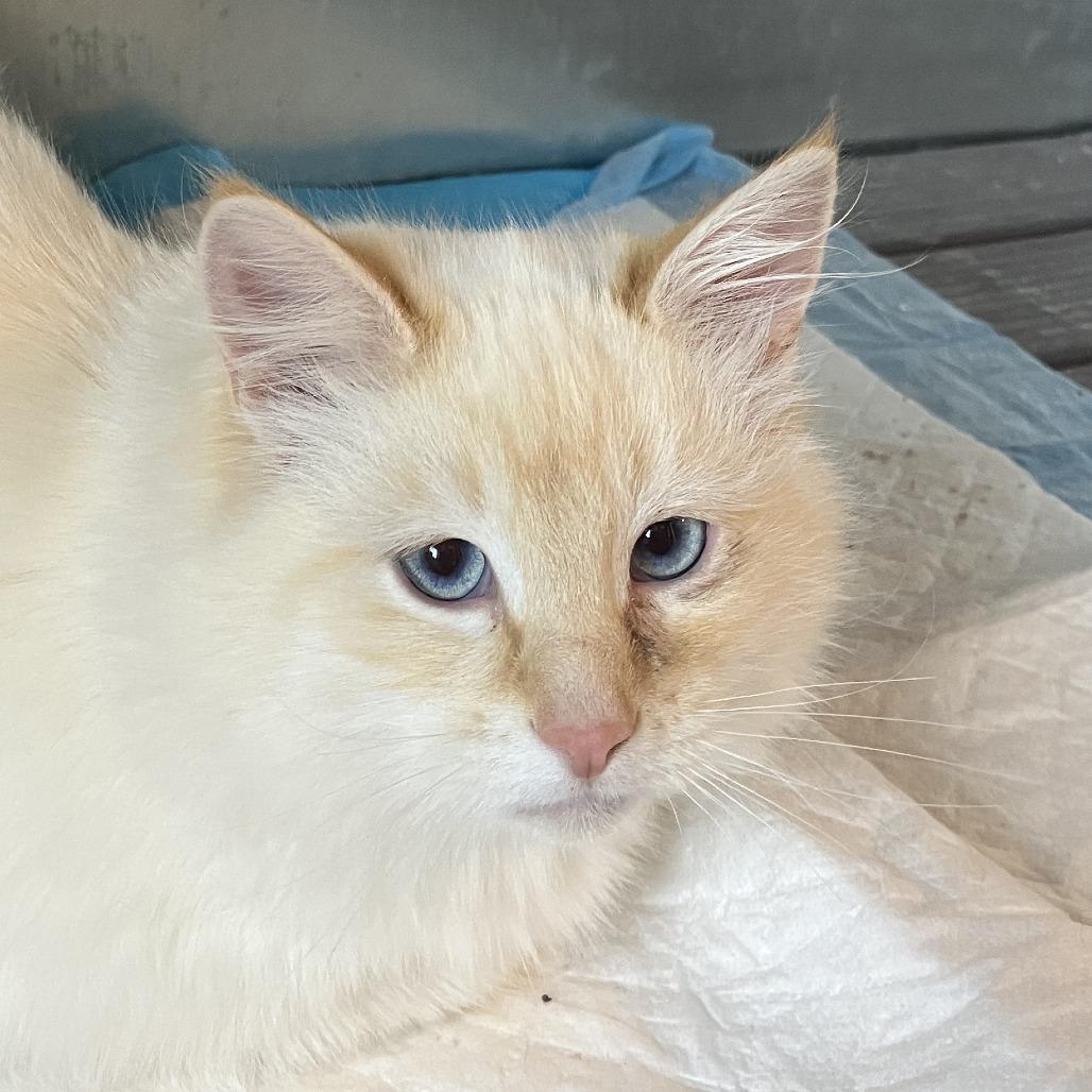 Marshmallow, Adoptable, Young Male Domestic Medium Hair.