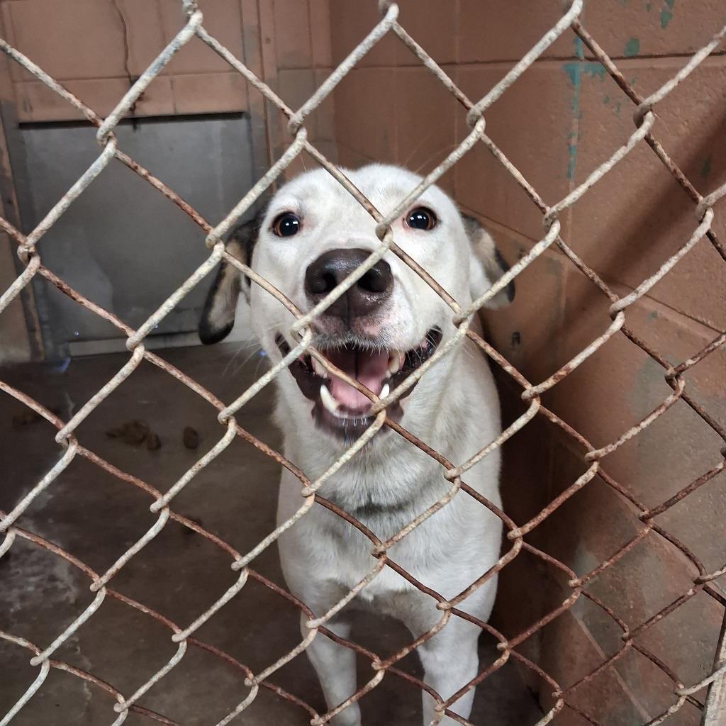 Enlarge Pookie, a Adoptable mixed breed in Gautier, MS image 1/3