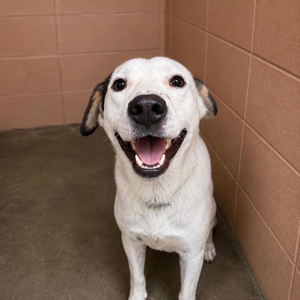 Enlarge Pookie, a Adoptable mixed breed in Gautier, MS image 2/3