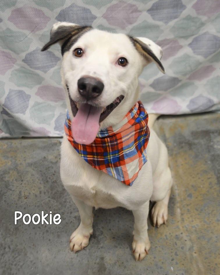 Enlarge Pookie, a Adoptable mixed breed in Gautier, MS image 3/3