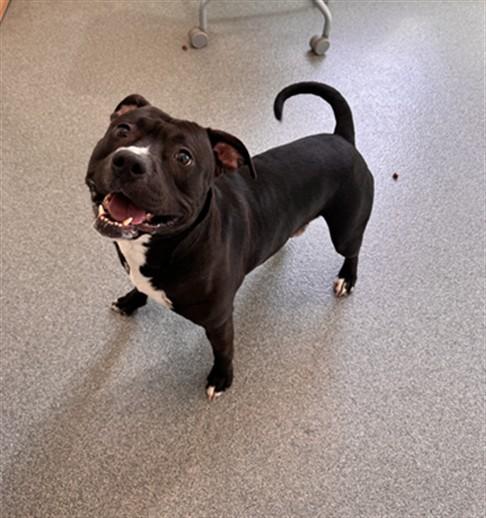 SWISS, Adoptable, Adult Male Pit Bull Terrier.