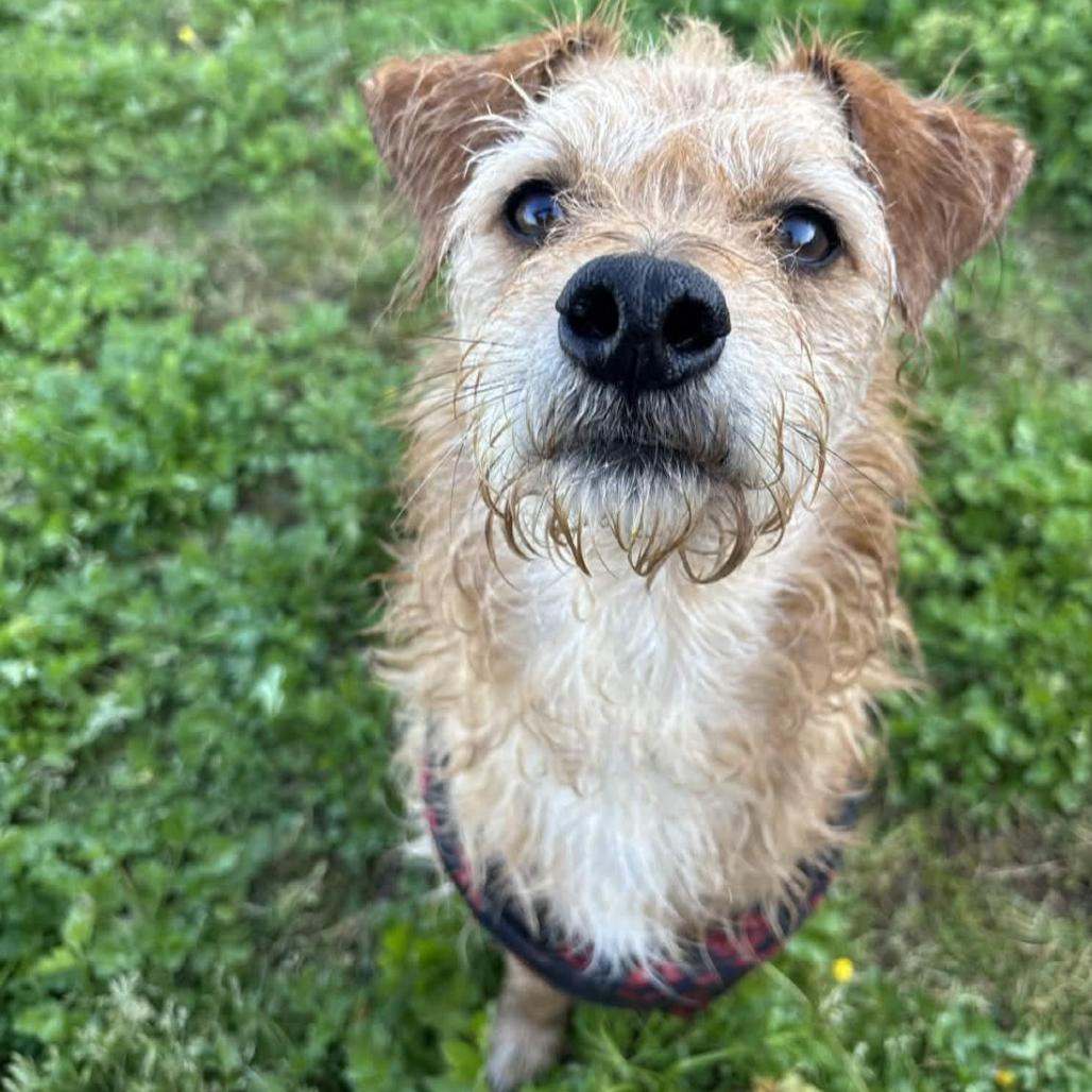 Enlarge Shaggy, a Adoptable mixed breed in Clarksville, AR image 1/6