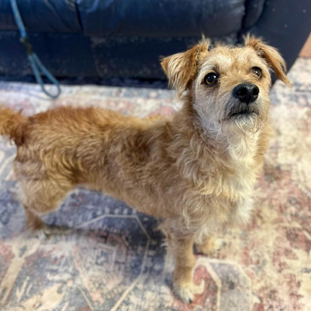 Enlarge Shaggy, a Adoptable mixed breed in Clarksville, AR image 2/6