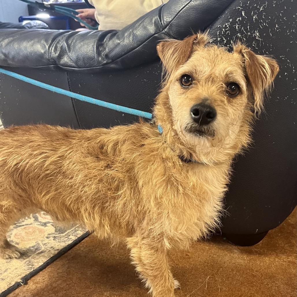 Enlarge Shaggy, a Adoptable mixed breed in Clarksville, AR image 3/6