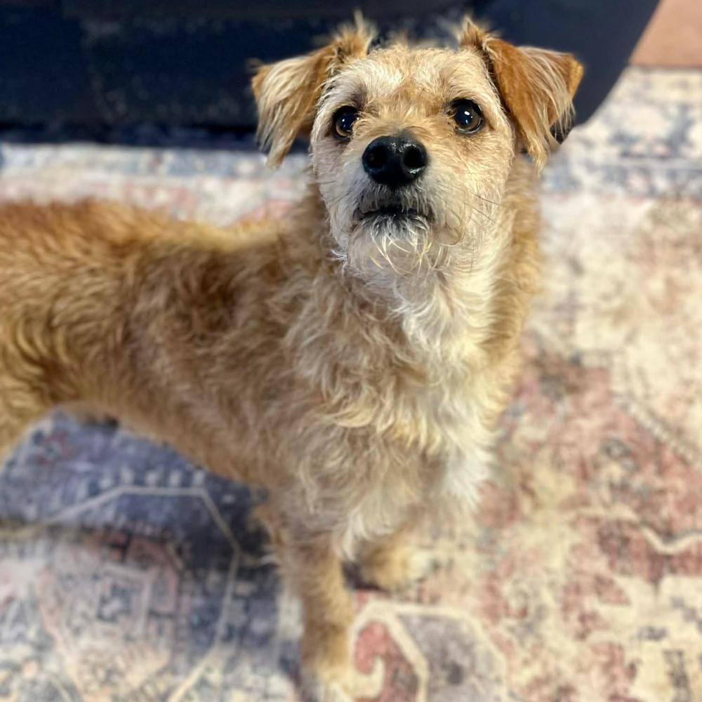 Enlarge Shaggy, a Adoptable mixed breed in Clarksville, AR image 4/6