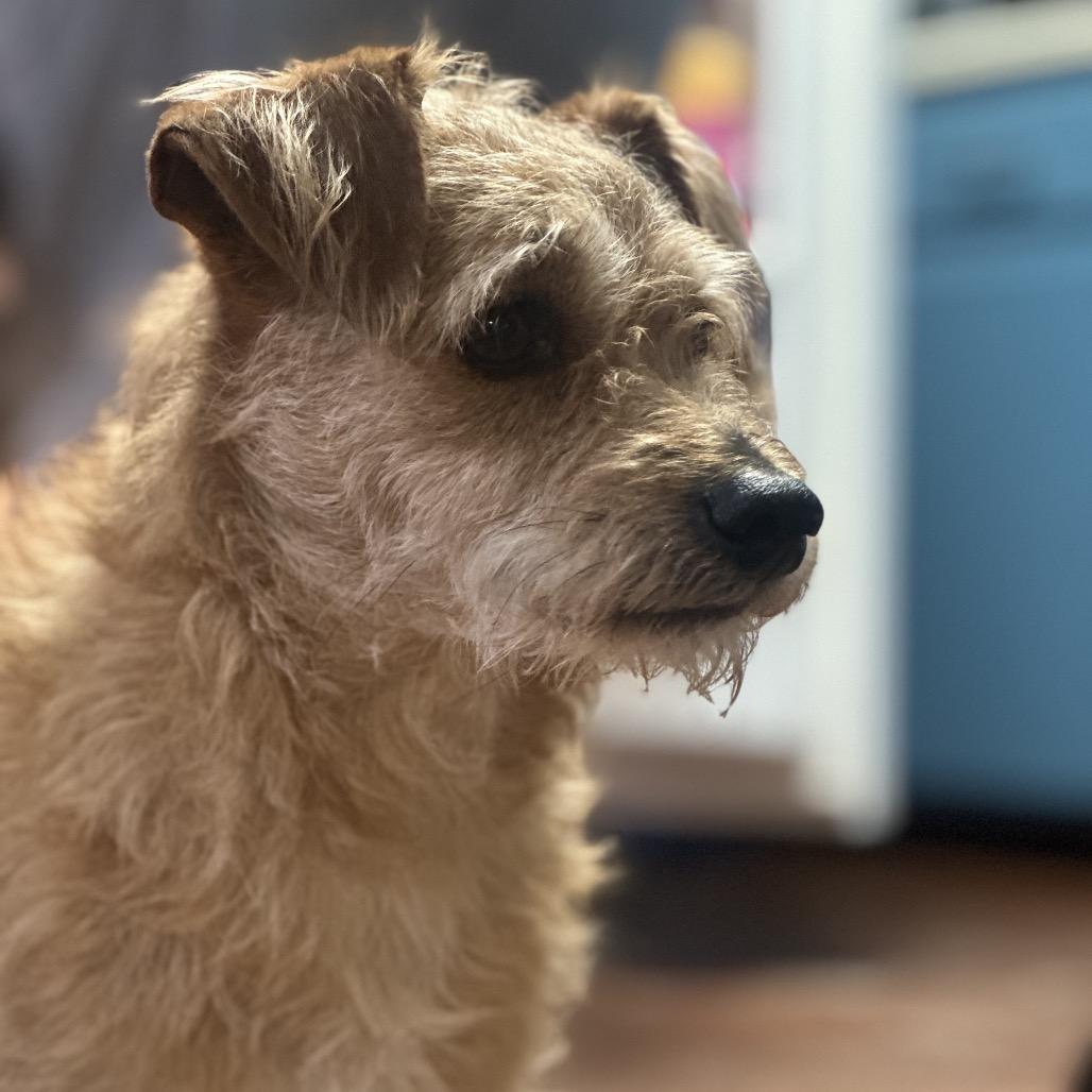 Enlarge Shaggy, a Adoptable mixed breed in Clarksville, AR image 5/6