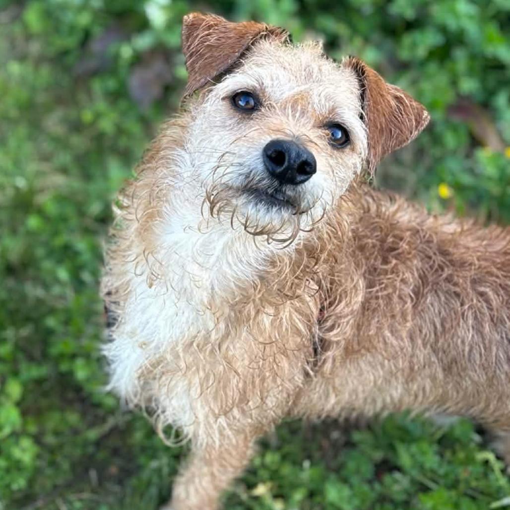 Enlarge Shaggy, a Adoptable mixed breed in Clarksville, AR image 6/6