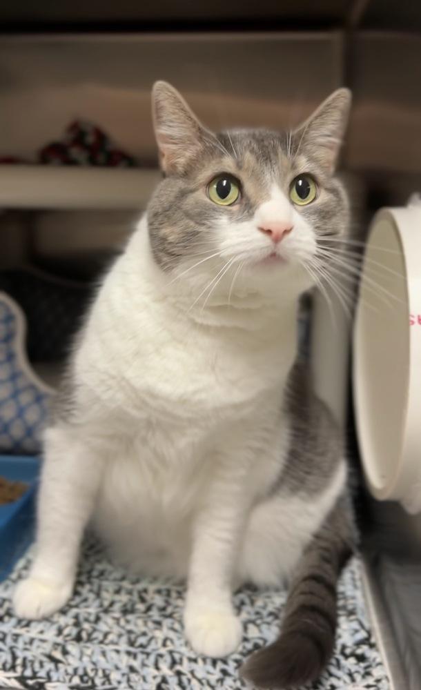 Kitty Lou, Adoptable, Adult Female Domestic Short Hair.