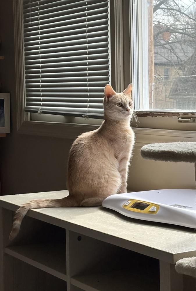 Nacho (bonded with Peaches), Adoptable, Kitten Female Domestic Short Hair.