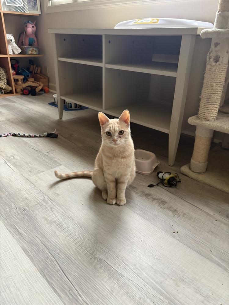 Enlarge Nacho (bonded with Peaches), a Adoptable Domestic Short Hair in Springdale, PA image 2/6