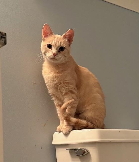 Enlarge Nacho (bonded with Peaches), a Adoptable Domestic Short Hair in Springdale, PA image 3/6