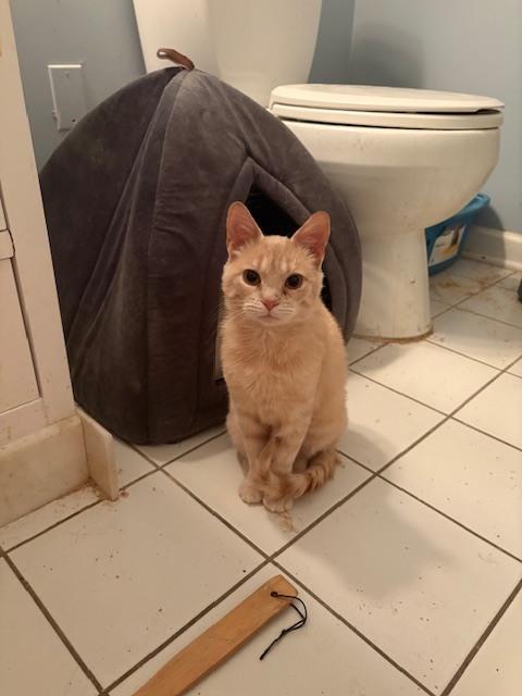 Enlarge Nacho (bonded with Peaches), a Adoptable Domestic Short Hair in Springdale, PA image 5/6