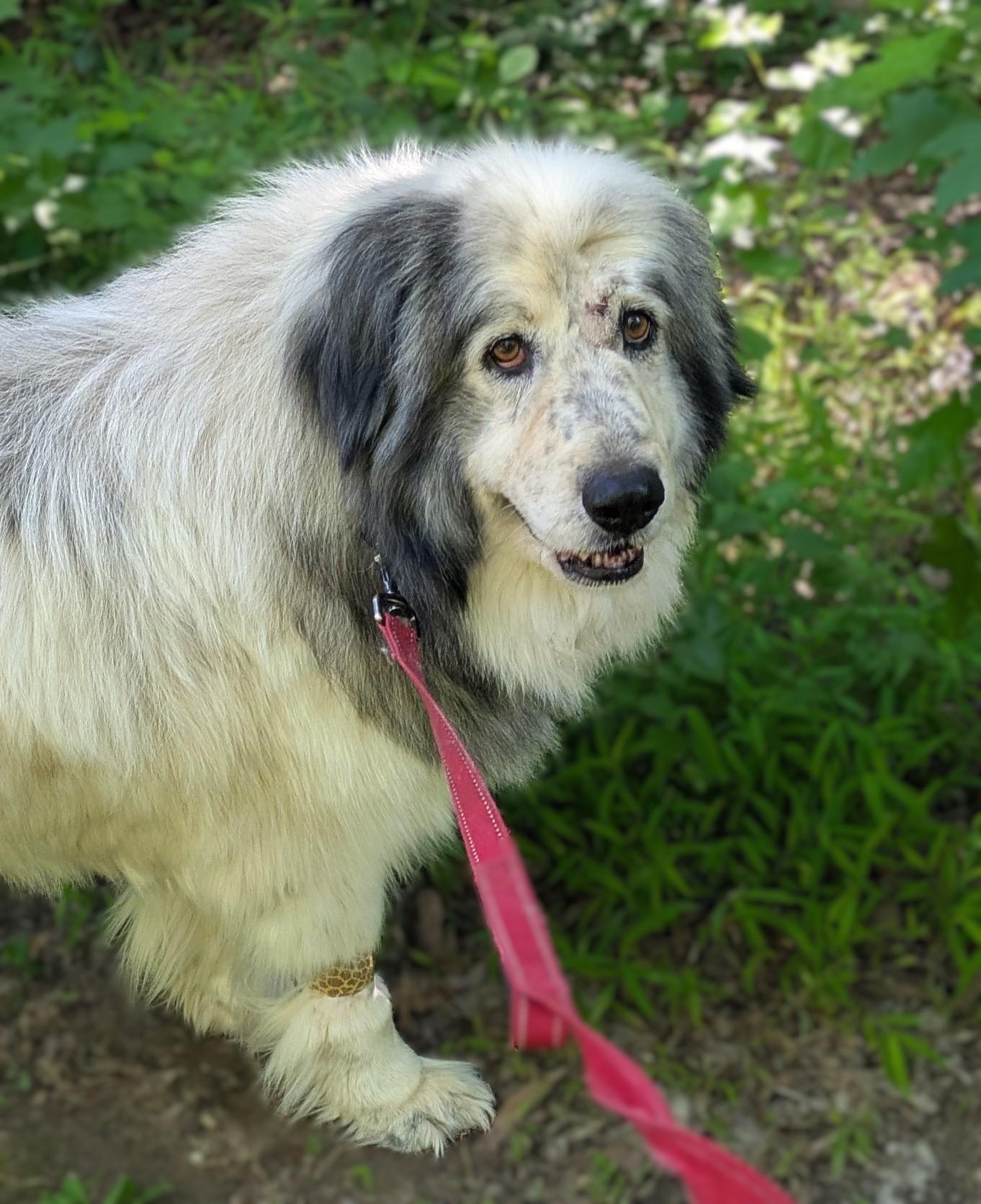 Phats, Adoptable, Adult Male Great Pyrenees & Anatolian Shepherd.