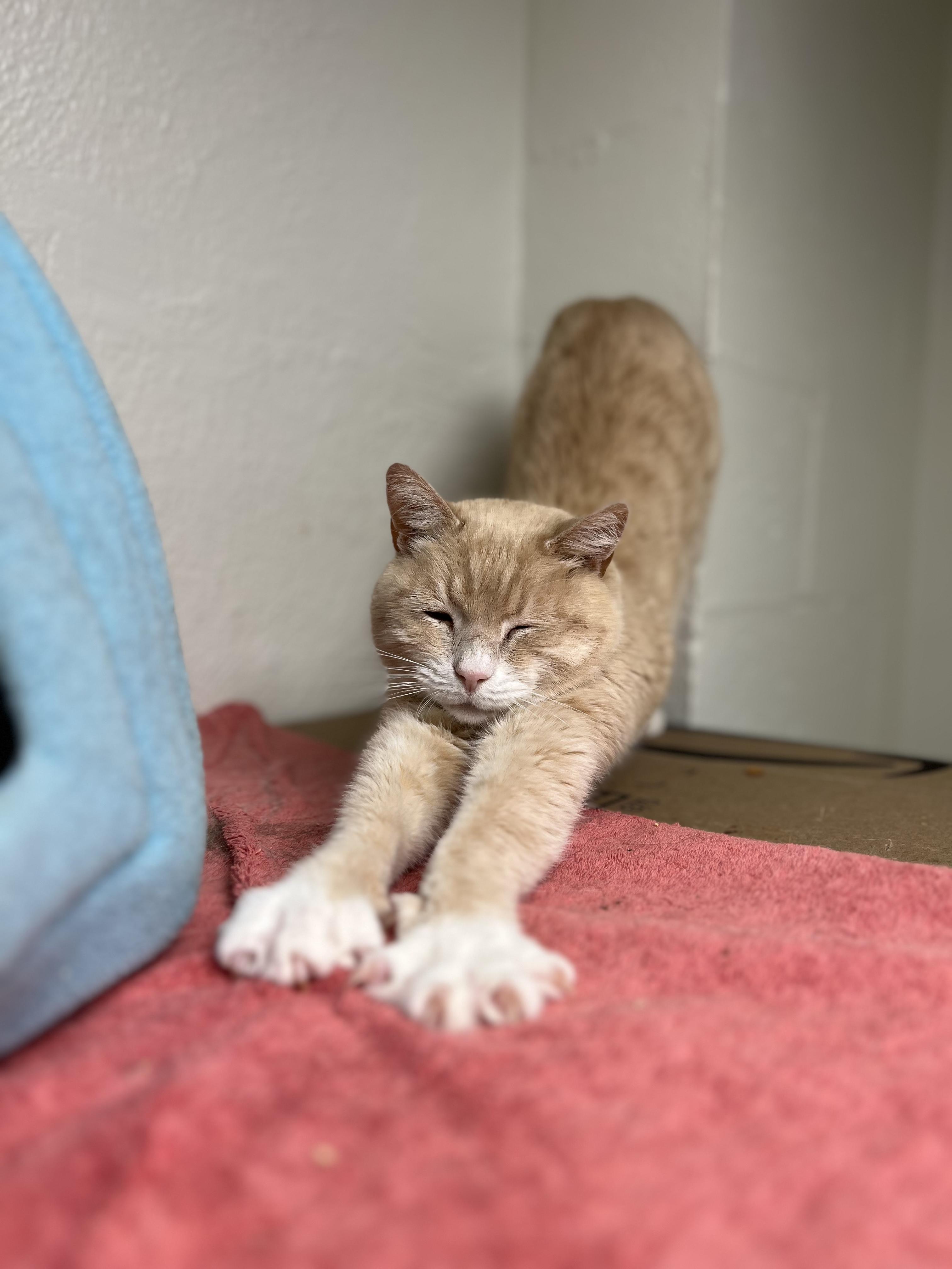 Petey, Senior Male unknown