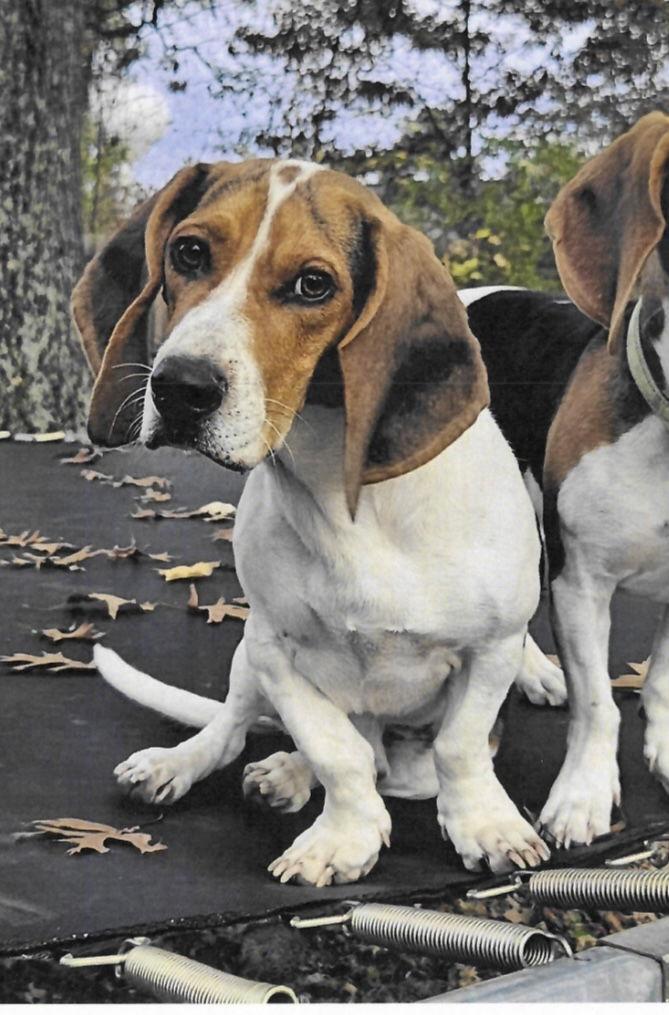 Spot, Adopted, Adult Male Basset Hound & Beagle.