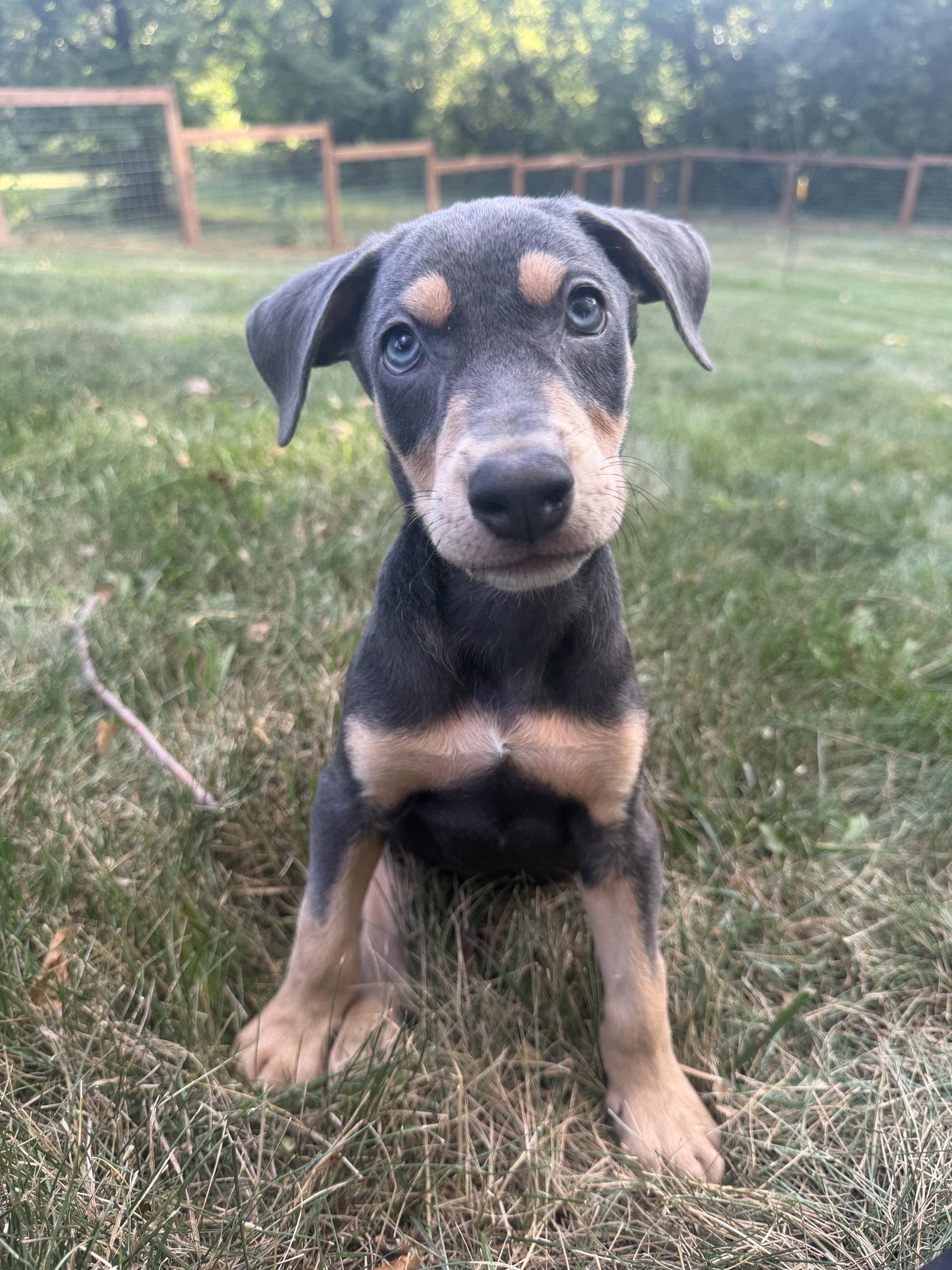 Ronan, Adoptable, Puppy Male Doberman Pinscher.