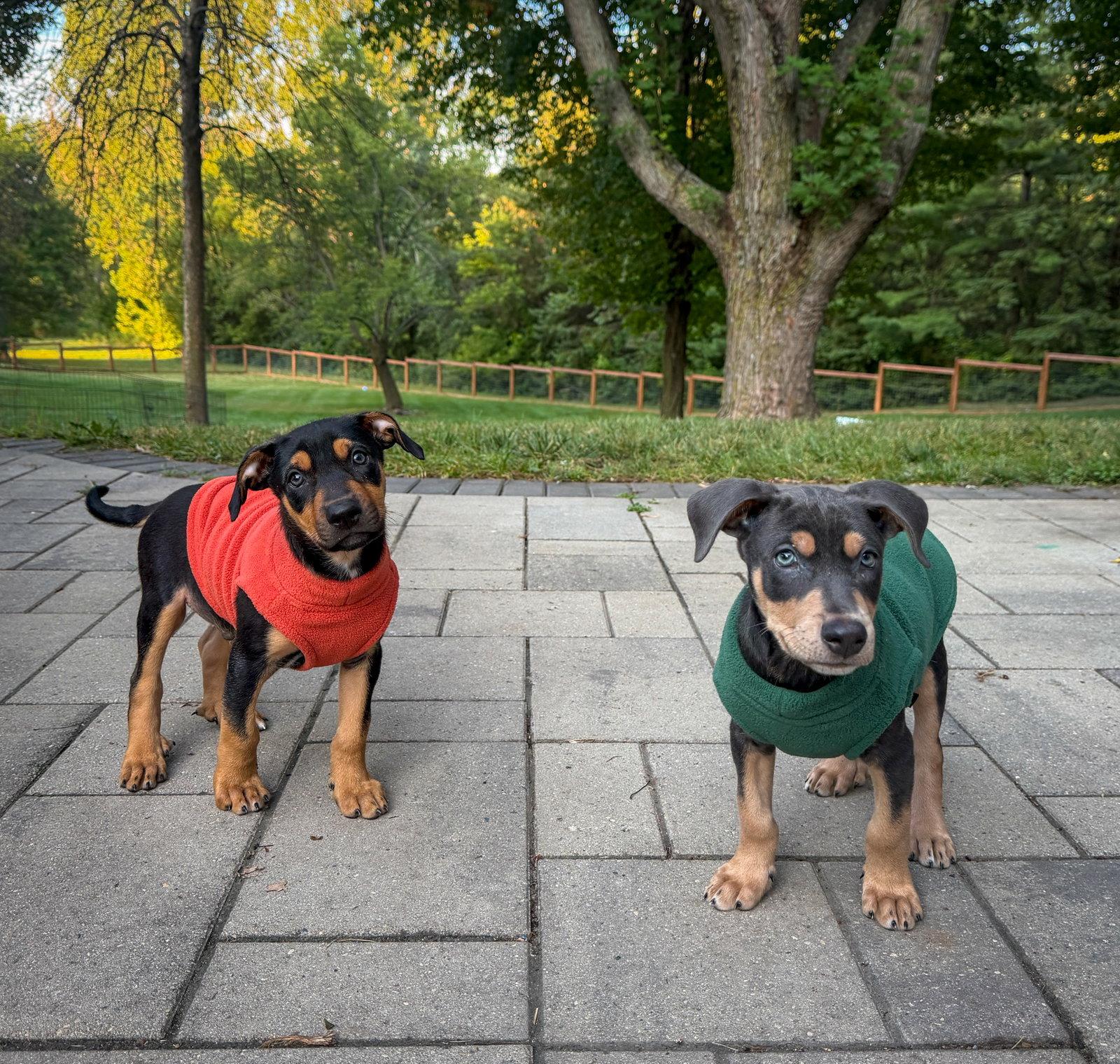 Enlarge Ronan, a Adoptable Doberman Pinscher in Minneapolis, MN image 2/3