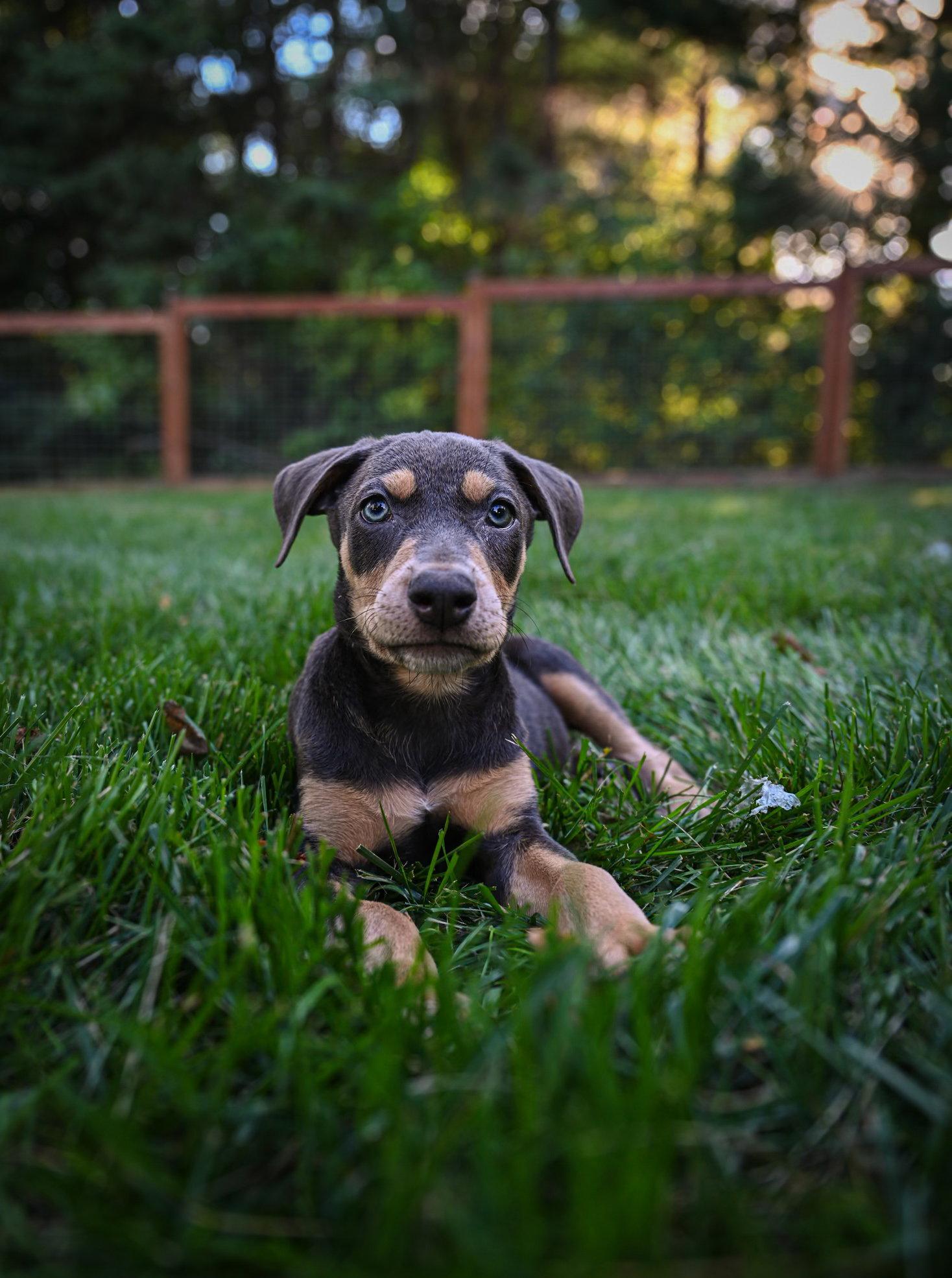 Enlarge Ronan, a Adoptable Doberman Pinscher in Minneapolis, MN image 3/3