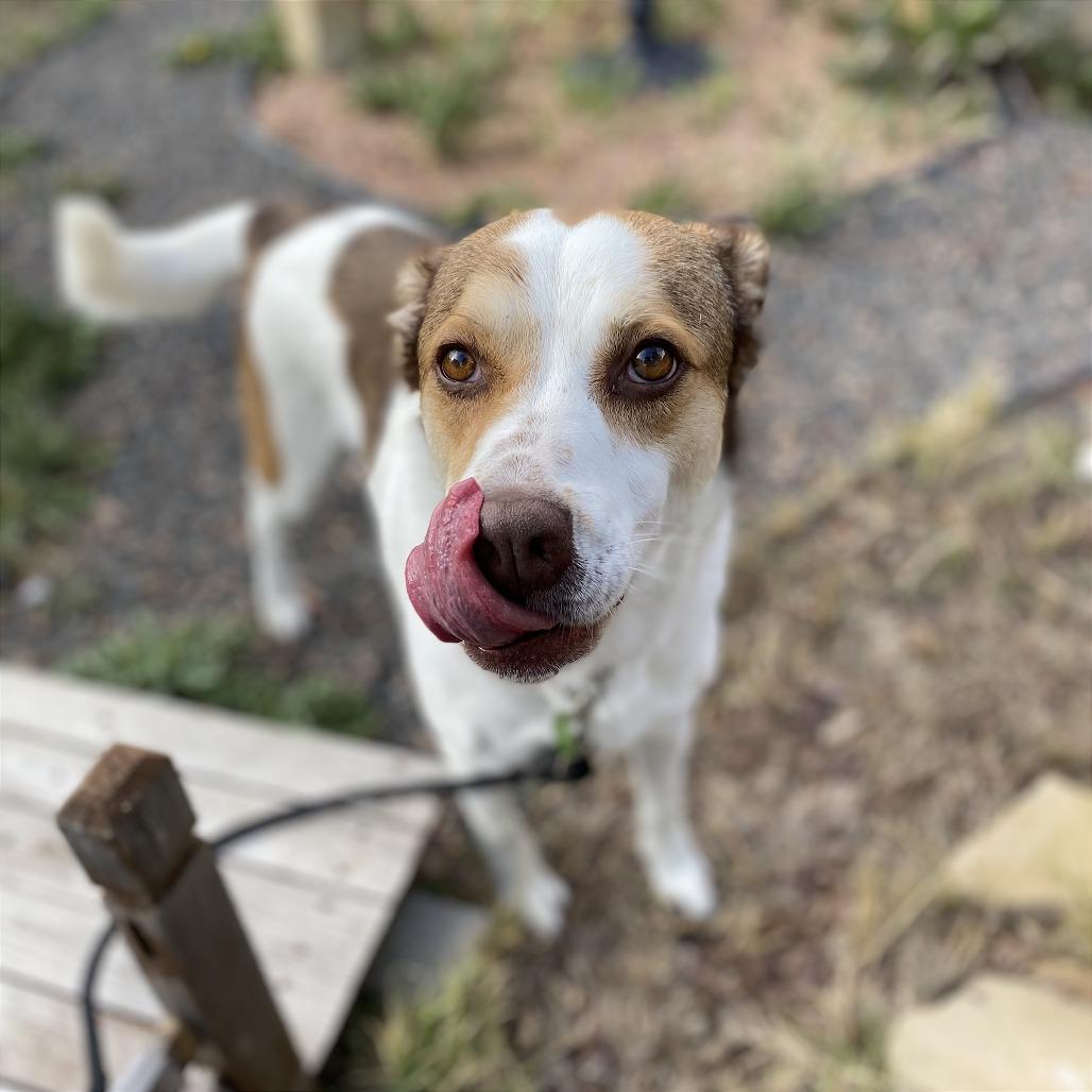 Enlarge Hope, a Adoptable mixed breed in Cheyenne, WY image 1/3