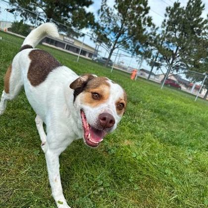 Enlarge Hope, a Adoptable mixed breed in Cheyenne, WY image 2/3