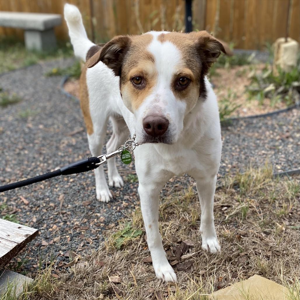 Enlarge Hope, a Adoptable mixed breed in Cheyenne, WY image 3/3