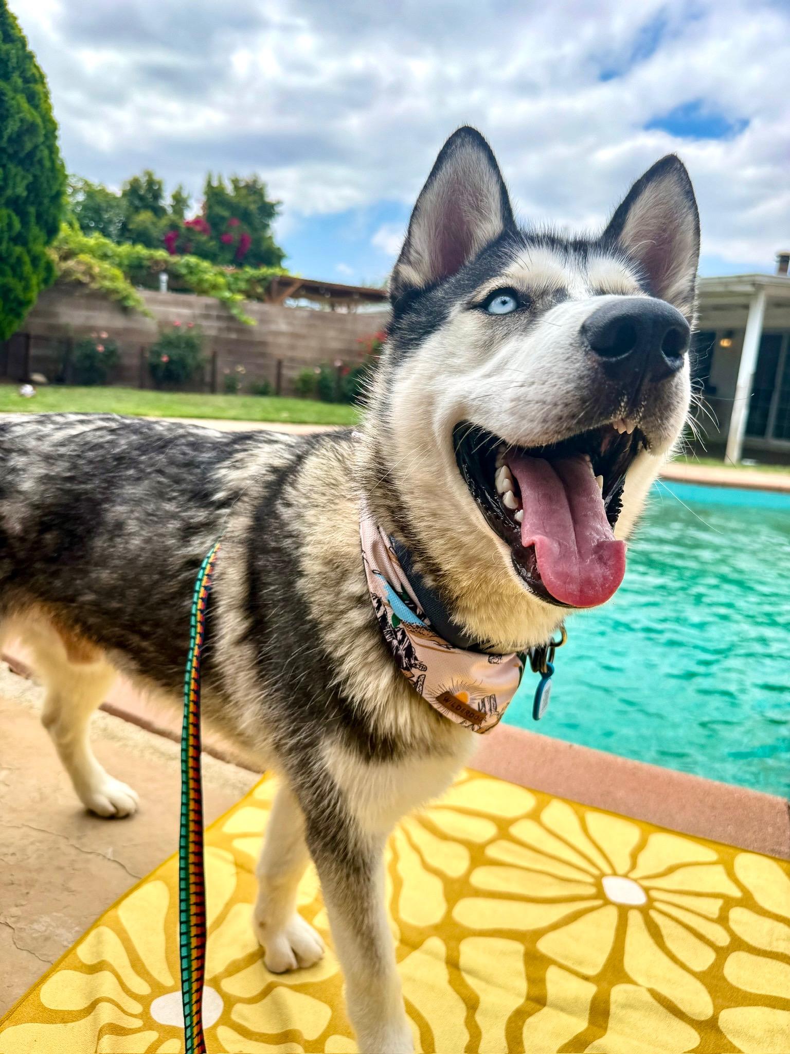 Enlarge Damien, a Adoptable Husky in Portland, OR image 3/6