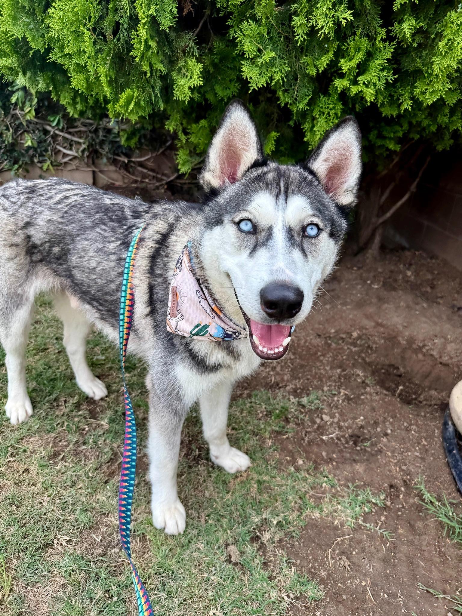 Enlarge Damien, a Adoptable Husky in Portland, OR image 5/6