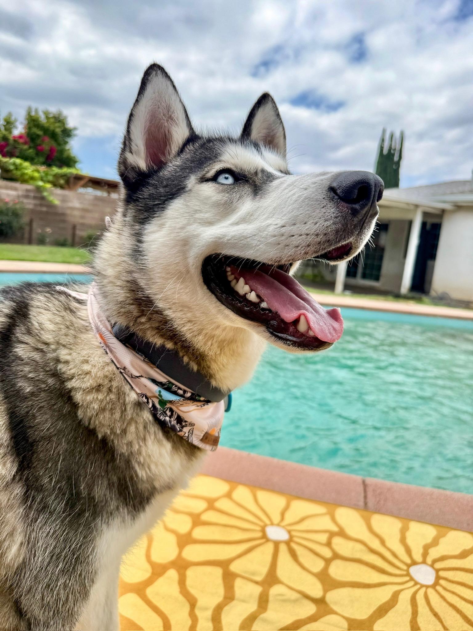 Enlarge Damien, a Adoptable Husky in Portland, OR image 6/6